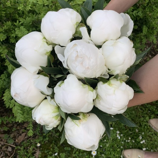Peony white