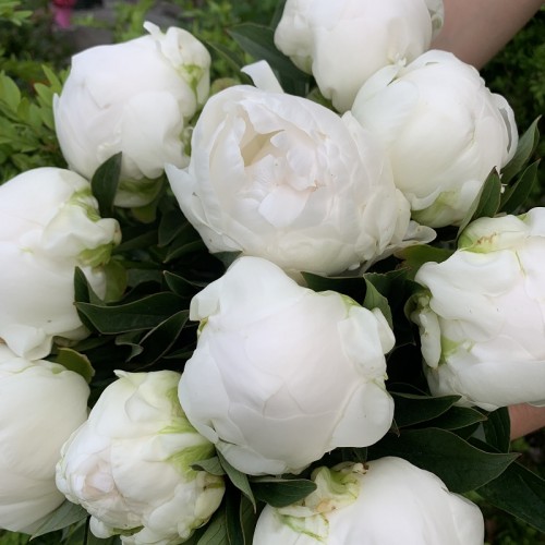 Peony white 2