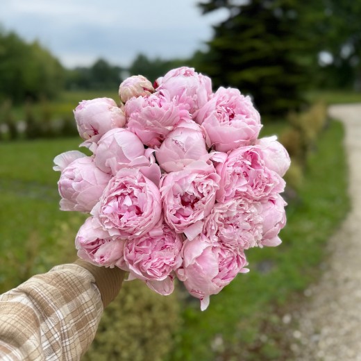 Peony Pink